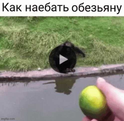 a monkey is jumping into a body of water while a person holds a lime in front of it .