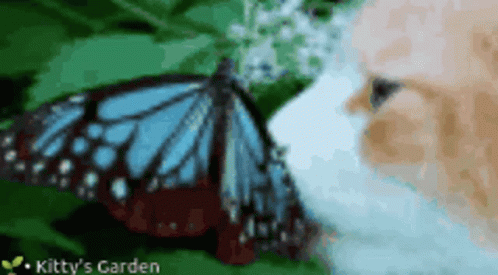 Cat Butterfly GIF - Cat Butterfly Discord Server Banner GIFs