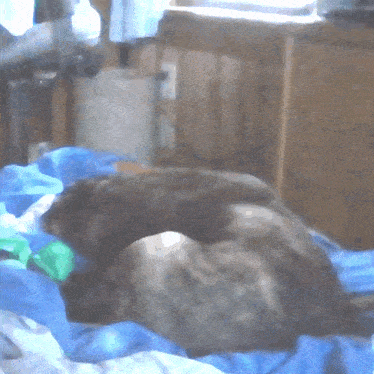 a blurry picture of a dog laying on a blue blanket