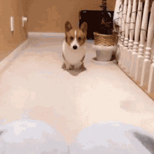 When You Want Attention Dog GIF - When You Want Attention Dog Cute GIFs