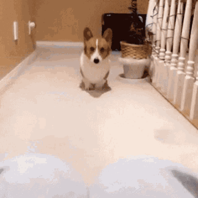a brown and white dog is running down a hallway next to a staircase .