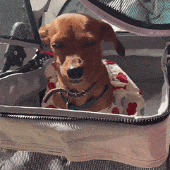 a small dog wearing a shirt with hearts on it is sitting in a carrier