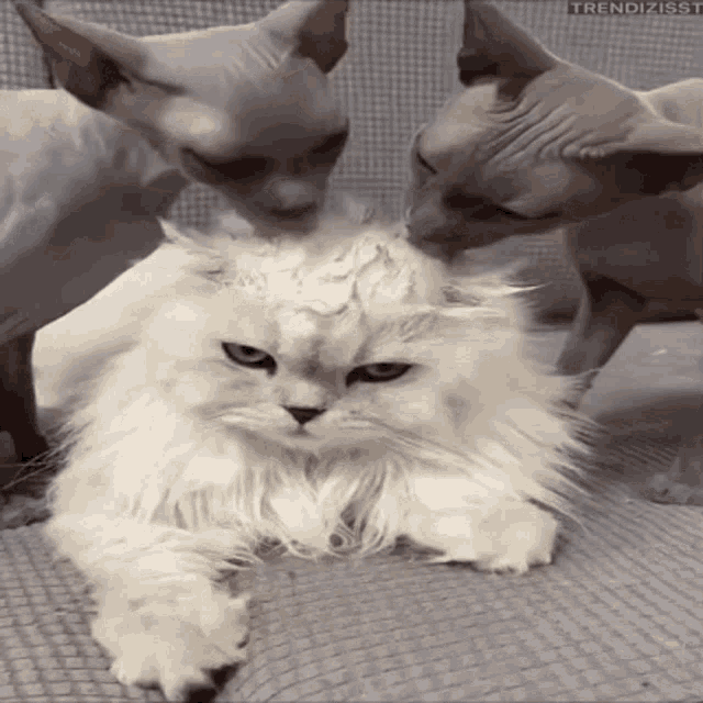 Licking Cat GIF - Licking Cat Slobber GIFs