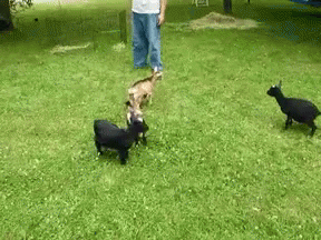 Deal With It Goat GIF - Deal With It Goat Kick GIFs