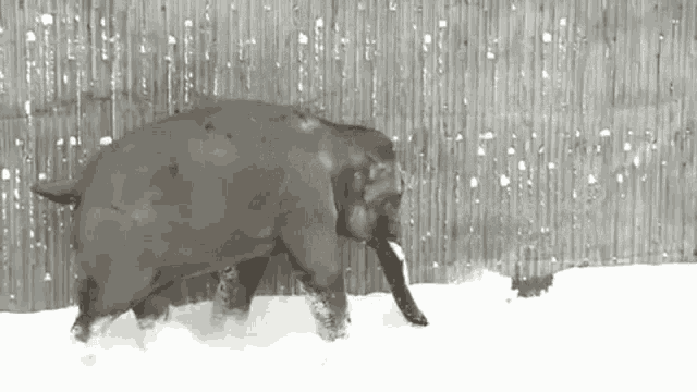 Elephant In Snow Elephant GIF - Elephant In Snow Elephant Snow GIFs
