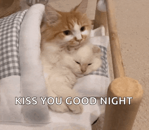 two cats are sleeping in a bed with the words kiss you good night above them
