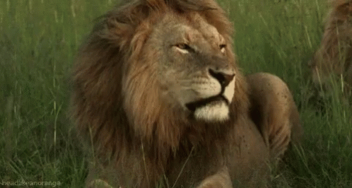 Lion Roar GIF - Lion Roar GIFs