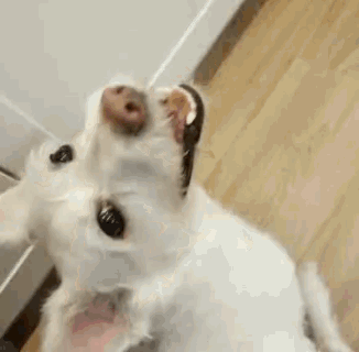 a white dog is standing on its hind legs on a wooden floor and looking up at the camera .