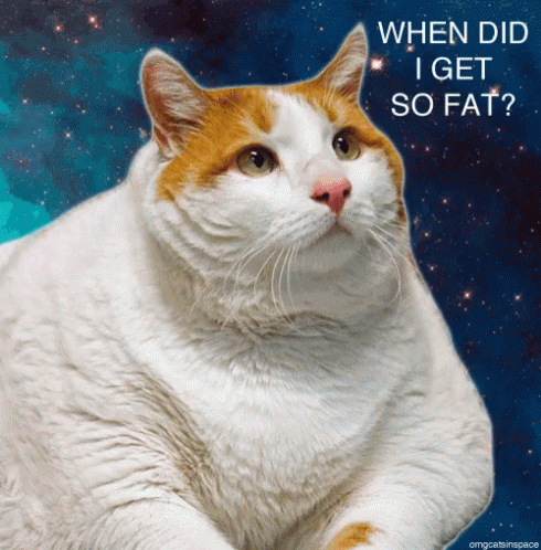 Cat Fat GIF - Cat Fat GIFs