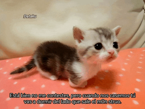 a small kitten is laying on a pink blanket with a caption in spanish