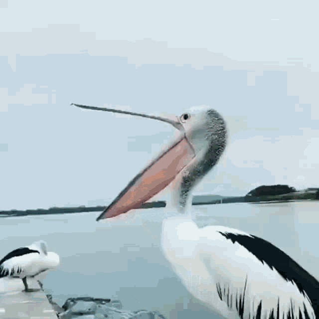 Yawn Boring GIF - Yawn Boring Pelican GIFs