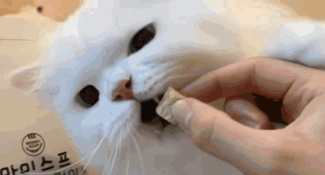 Cats Discord Cat Welcome GIF - Cats Discord Cat Welcome GIFs