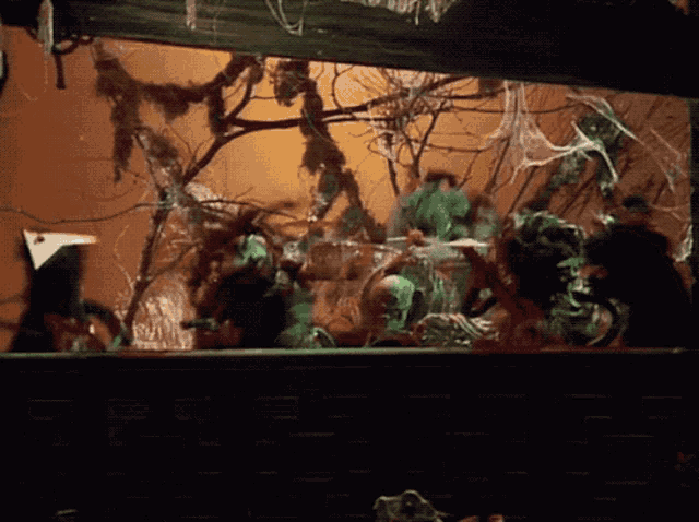 a fish tank with a lot of plants and spider webs in it