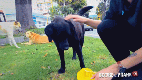 Alimentar Perritos Perros GIF - Alimentar Perritos Perros Mascotas GIFs