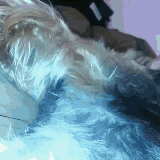 a close up of a dog 's fur with a purple and blue background