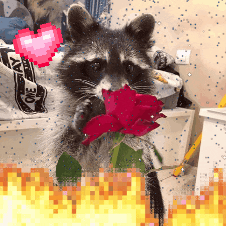 a raccoon holding a red rose with a pixel heart in the background
