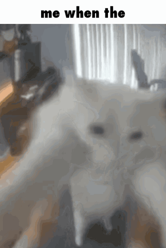 Silly Cat Cat Meme GIF - Silly Cat Cat Meme Me When The GIFs