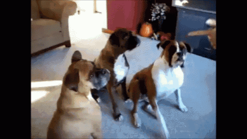 a group of boxer dogs are looking at something