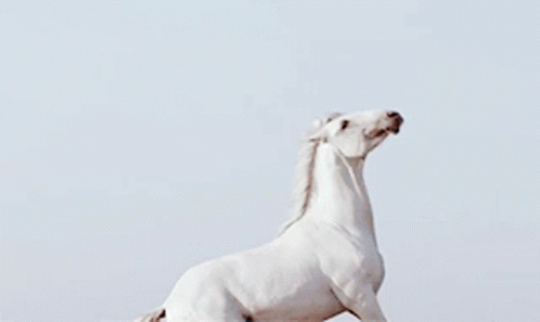 White Horse Beautiful Horse GIF - White Horse Beautiful Horse GIFs