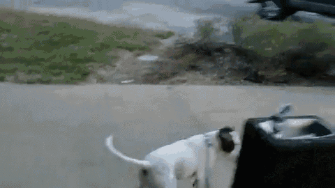 He Thinks He'S People GIF - Dog Drinking Fountain Thirsty GIFs