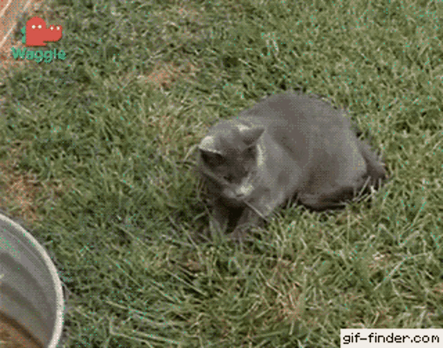 Cat Chipmunk GIF - Cat Chipmunk Confus GIFs