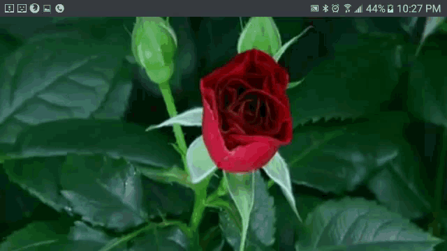 Rose Recorded GIF - Rose Recorded Phone GIFs