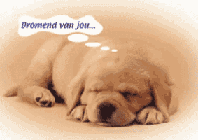 a puppy with a thought bubble that says " dromend van jou "
