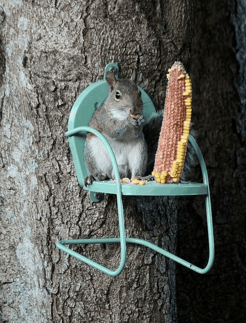 a squirrel is sitting in a chair eating corn on the cob