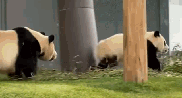 Panda Panda Chase GIF - Panda Panda Chase Panda Grab GIFs