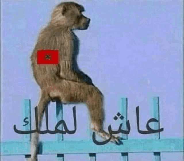 a monkey with a flag on its back is sitting on a blue fence .