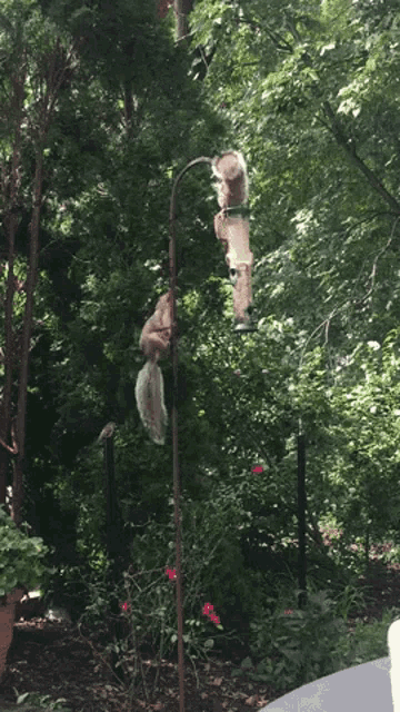 a couple of squirrels are standing on a pole in the woods