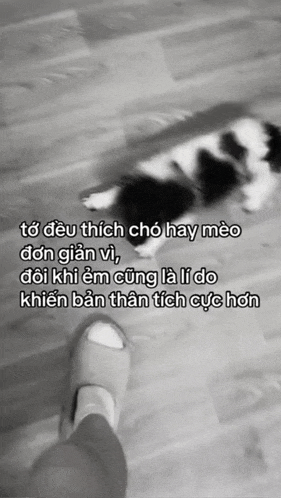 a black and white photo of a person standing next to a cat with a caption in another language .