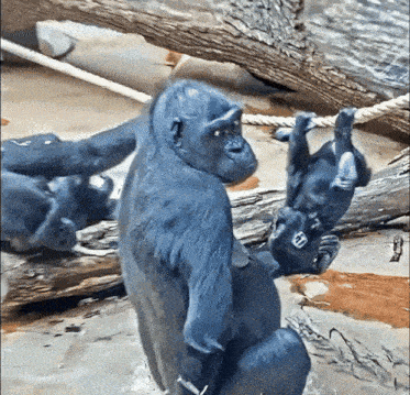 a gorilla is standing in the water holding a rope