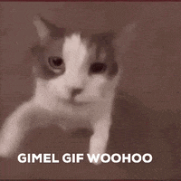 a close up of a cat with the words gimel gif woohoo below it