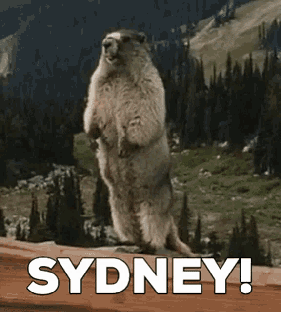 Sydney Marmot GIF