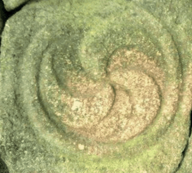 a close up of a rock with a swirl on it