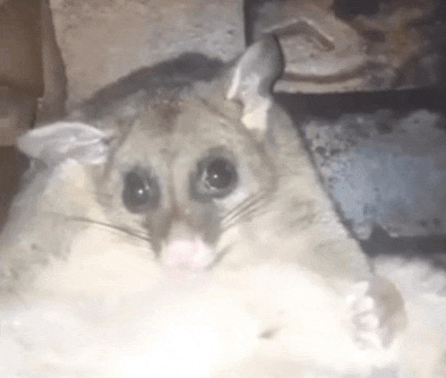 a close up of a squirrel with big eyes sitting on a rock looking at the camera .