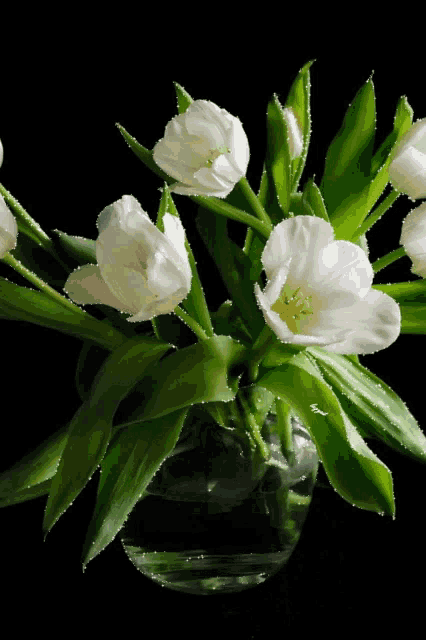 a vase of white flowers with green leaves on a black background
