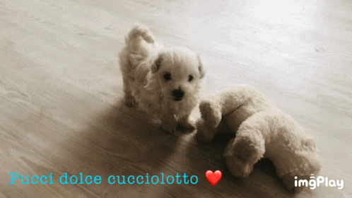 Pucci Cucciolo GIF - Pucci Cucciolo Cucciolotto GIFs