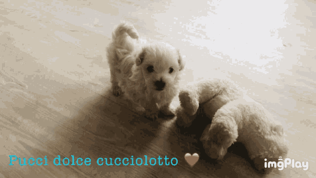 a picture of a puppy with the words pucci dolce cucciolotto