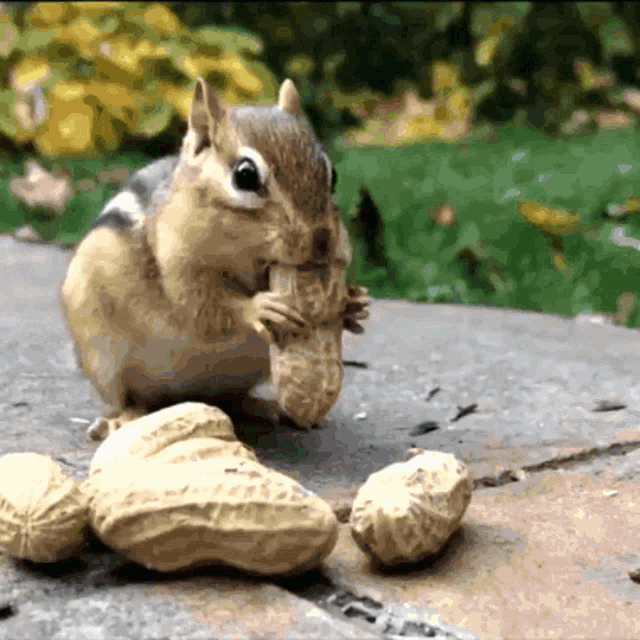 squirrel_leaving_nuts-squirrel.gif
