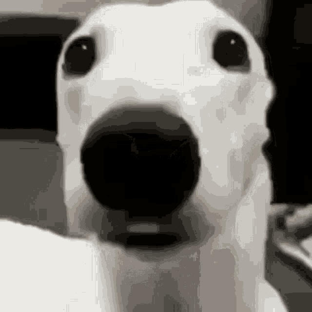 Dog Brr GIF