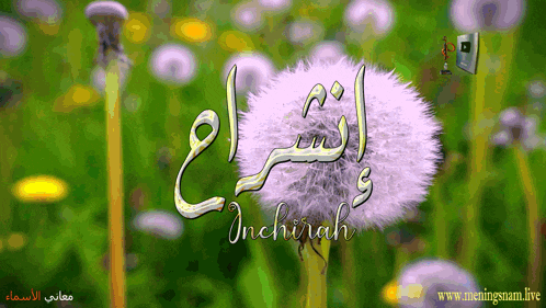 a picture of a dandelion with the name inchirah on it