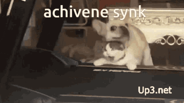 a picture of a dog and a cat with the words achivene synk on the bottom