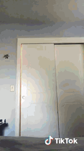 a tiktok video shows a spider on the wall above a door