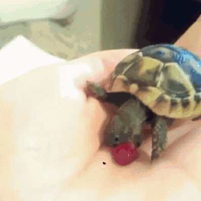 a small tortoise is eating a red berry from a person 's hand .