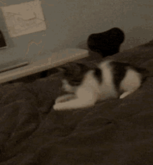 a black and white cat laying on a bed with a drawing on the wall above it
