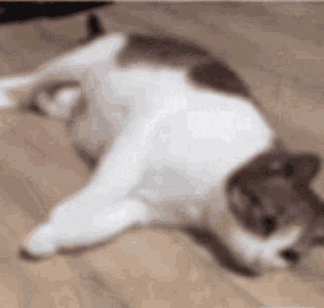 a white and brown cat laying on its back on a wooden floor .