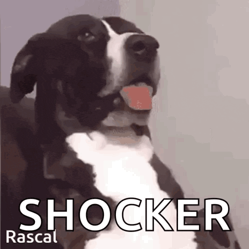 a black and white dog with its tongue hanging out and the words shocker rascal on the bottom