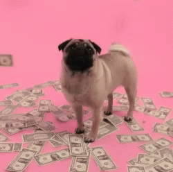 Money Dog GIF - Money Dog Amazed GIFs